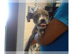 American Pit Bull Terrier Mix DOG FOR ADOPTION RGADN-1226526 - LIL BIT - Pit