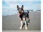 German Shepherd Dog-Siberian Husky Mix DOG FOR ADOPTION RGADN-1226541 - MAMBO -