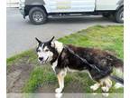 Siberian Husky Mix DOG FOR ADOPTION RGADN-1226543 - SPRUCE - Siberian Husky /