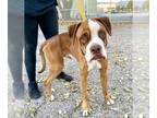 Bullboxer Pit DOG FOR ADOPTION RGADN-1226565 - BRUNO - Boxer / Pit Bull Terrier