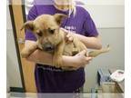 Chinese Shar-Pei-German Shepherd Dog Mix DOG FOR ADOPTION RGADN-1226572 - EVIE -