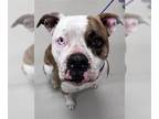 Bullboxer Pit DOG FOR ADOPTION RGADN-1226648 - ASPEN - Pit Bull Terrier / Boxer