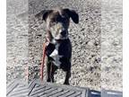Labbe DOG FOR ADOPTION RGADN-1226651 - Spike - Labrador Retriever / Beagle /