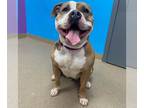 American Staffordshire Terrier DOG FOR ADOPTION RGADN-1226654 - RUSSET POTATO -