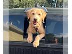 Labradoodle DOG FOR ADOPTION RGADN-1226668 - REMINGTON - Labrador Retriever /