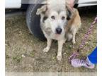 Alaskan Malamute Mix DOG FOR ADOPTION RGADN-1226681 - BUCK - Alaskan Malamute /