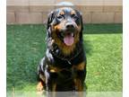Rottweiler DOG FOR ADOPTION RGADN-1226697 - LUNA - Rottweiler (medium coat) Dog