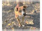 Rhodesian Ridgeback Mix DOG FOR ADOPTION RGADN-1226800 - MAGPIE - Rhodesian