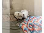 Staffordshire Bull Terrier Mix DOG FOR ADOPTION RGADN-1226808 - SWIFT -