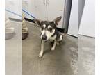 German Shepherd Dog-Siberian Husky Mix DOG FOR ADOPTION RGADN-1226829 - ATHER -