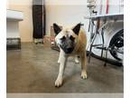 Akita DOG FOR ADOPTION RGADN-1226850 - BRONX - Akita (medium coat) Dog For