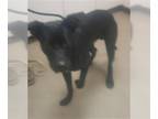 Labrador Retriever DOG FOR ADOPTION RGADN-1226868 - PONGO - Labrador Retriever