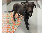 Dachshund-Labrador Retriever Mix DOG FOR ADOPTION RGADN-1226930 - LICORICE -