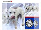 American Pit Bull Terrier-Dogo Argentino Mix DOG FOR ADOPTION RGADN-1226933 -