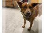 Australian Cattle Dog DOG FOR ADOPTION RGADN-1226941 - *ARIA - Queensland Heeler