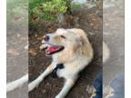 Golden Pyrenees DOG FOR ADOPTION RGADN-1226993 - Velcro (Courtesy) - Golden