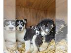 German Shepherd Dog-Huskies Mix DOG FOR ADOPTION RGADN-1226998 - GSD Mix Pups