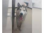 Mix DOG FOR ADOPTION RGADN-1227080 - PATRICK - Husky (medium coat) Dog For