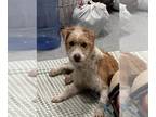 Border Terrier Mix DOG FOR ADOPTION RGADN-1227085 - A042041 - Border Terrier /