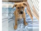 German Shepherd Dog Mix DOG FOR ADOPTION RGADN-1227091 - Biscuit - German