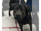 Retriever -Rottweiler Mix DOG FOR ADOPTION RGADN-1227094 - Bellatrix -