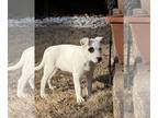 Australian Shepherd Mix DOG FOR ADOPTION RGADN-1227097 - Edith - Australian