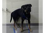 Rottweiler-American Pit Bull Terrier DOG FOR ADOPTION RGADN-1227125 - CHIEF -