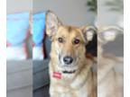 Collie-German Shepherd Dog Mix DOG FOR ADOPTION RGADN-1227132 - KIARA - German