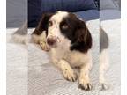 English Springer Spaniel Mix DOG FOR ADOPTION RGADN-1227143 - Katie - Springer