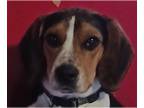 Beagle DOG FOR ADOPTION RGADN-1227163 - King Tobias - Beagle (short coat) Dog