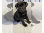 Feist Terrier Mix DOG FOR ADOPTION RGADN-1227167 - Onyx - Feist / Mixed (short