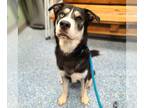 Labrador Retriever-Siberian Husky Mix DOG FOR ADOPTION RGADN-1227184 - *REMY -