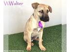 Black Mouth Cur-Boxer Mix DOG FOR ADOPTION RGADN-1227193 - Walter - Black Mouth