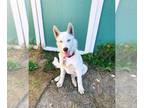 Mix DOG FOR ADOPTION RGADN-1227226 - Aslan - Husky Dog For Adoption