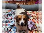 Beagle Mix DOG FOR ADOPTION RGADN-1227232 - Pepper - Beagle / Mixed Dog For