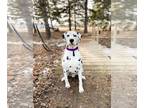 Dalmatian DOG FOR ADOPTION RGADN-1227234 - Pongo***ADOPTION PENDING*** -