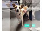 Mix DOG FOR ADOPTION RGADN-1227241 - Kona - Retriever / Jack Russell Terrier