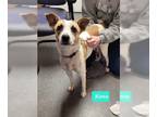 Jack Russell Terrier-Retriever Mix DOG FOR ADOPTION RGADN-1227241 - Kona -
