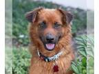 Collie Mix DOG FOR ADOPTION RGADN-1227253 - Lark - (Medical) - Shepherd / Collie