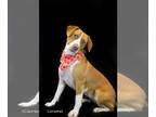 Beagle DOG FOR ADOPTION RGADN-1227269 - Carmel - Beagle / Terrier Dog For