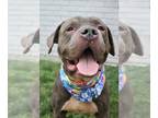 American Pit Bull Terrier Mix DOG FOR ADOPTION RGADN-1227272 - Azzurro - Pit