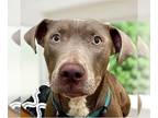 American Staffordshire Terrier-Weimaraner Mix DOG FOR ADOPTION RGADN-1227276 -