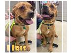 Mastiff Mix DOG FOR ADOPTION RGADN-1227281 - Iris - Mastiff / Mixed Dog For