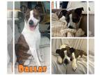 Plott Hound-Rat Terrier Mix DOG FOR ADOPTION RGADN-1227285 - Dallas - Sponsored