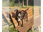 Boxer Mix DOG FOR ADOPTION RGADN-1227287 - Athena - Boxer / Mixed Dog For