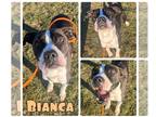 Staffordshire Bull Terrier Mix DOG FOR ADOPTION RGADN-1227288 - Bianca -