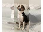Australian Terrier-Beagle Mix DOG FOR ADOPTION RGADN-1227381 - Scout - Beagle /