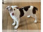 Border Collie-Staffordshire Bull Terrier Mix DOG FOR ADOPTION RGADN-1227382 -