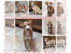 Chinese Shar-Pei Mix DOG FOR ADOPTION RGADN-1227409 - SIENNA - Shar Pei / Mixed