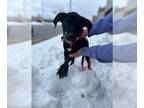 Labrador Retriever Mix DOG FOR ADOPTION RGADN-1227451 - Rocco - Labrador
